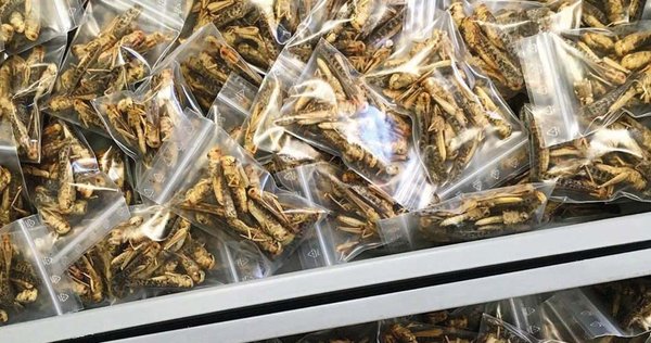 Wuestengarnele.de Insekten Snack Shop - essbare Heuschrecken kaufen