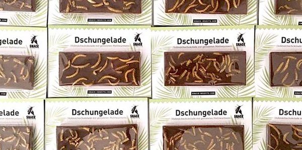 Wuestengarnele.de Insekten Snack Shop - Dschungelade Insekten-Schokolade kaufen