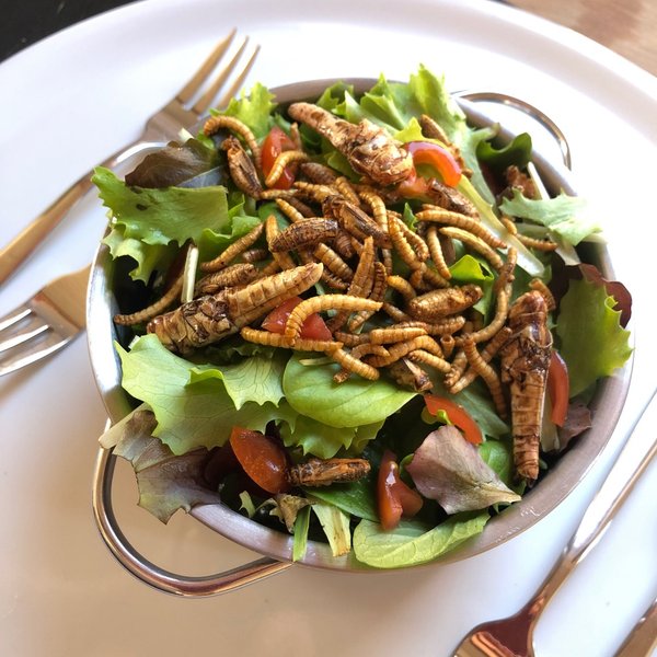 Geröstete Insekten als Salat-Topping - hier Tipps zum Kochen mit essbaren Insekten im Shop