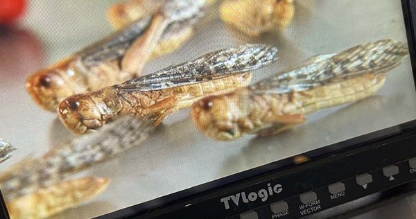 Wuestengarnele.de Insekten Snack Shop - Heuschrecken zum Essen Beitrag