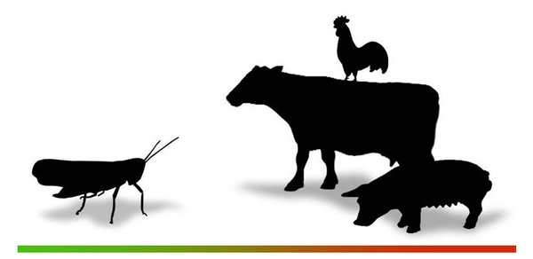 Insekten als nachhaltige Proteinquelle - Insekten im Vergleich zu Fleisch