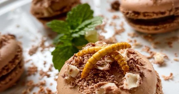 Wuestengarnele.de Insekten Snack Shop - Mehlwurm Dessert Rezept