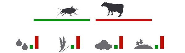 Insekten als nachhaltige & ökologische Proteinquelle - Vergleich zwischen Insekten und Rindern