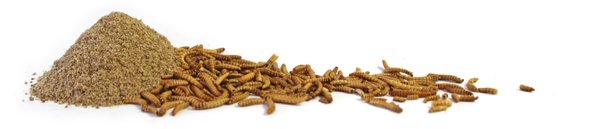 Insektenmehl aus essbaren Insekten - hier proteinreiches Insekten Protein Mehl & Pulver kaufen