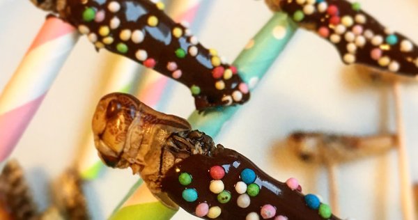 Wuestengarnele.de Insekten Snack Shop - Heuschrecken mit Schokolade