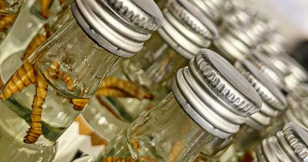 Wuestengarnele.de Insekten Snack Shop - Wurmwasser Wodka kaufen