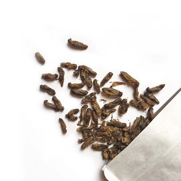 'ORIENTAL' Insekten Snack 'Crunchy Grillen' - 20g gewürzter Insektensnack