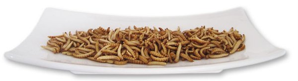 Nährwerte von Buffalowürmern - essbare Insekten zum Essen