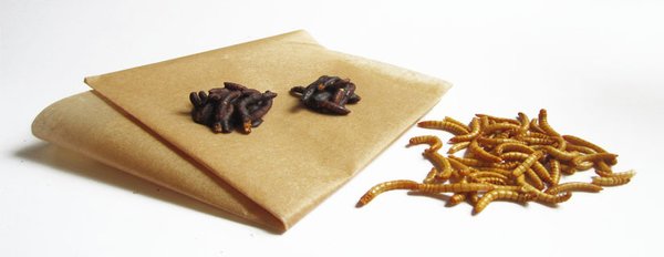 Mehlwürmer mit Schokolade richtig zubereiten - Insekten essen Tipps